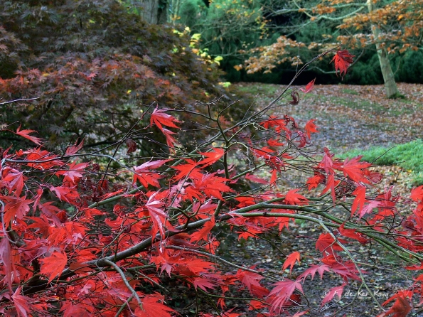 Bois des moutiers fall 2012 (34)